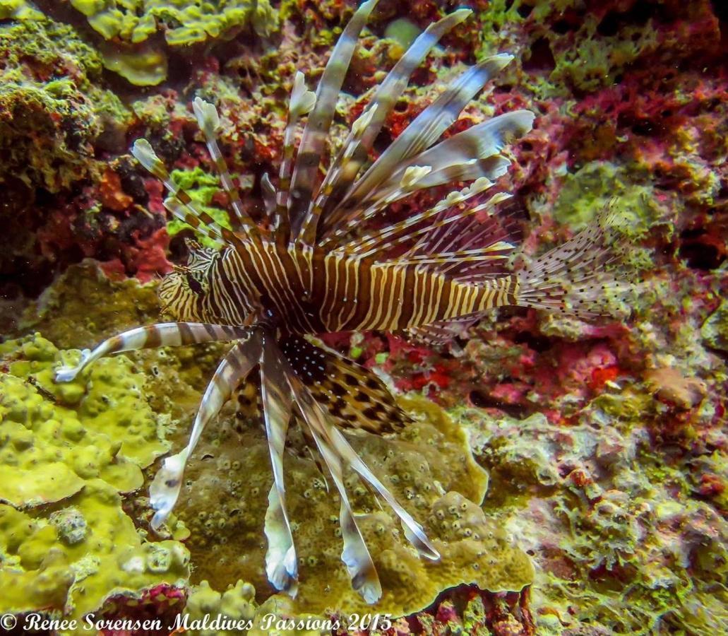 Malas Island View フリドゥ エクステリア 写真